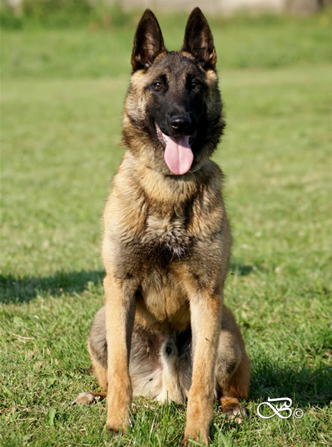 Cairo best sale belgian malinois