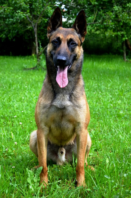 Obedience trained belgian hot sale malinois for sale