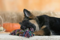 German Shepherd Dog - Puppy
