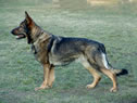Trained dog in IPO1 - Alma