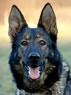 Trained dog in IPO1 - Alma