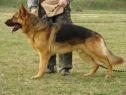 Trained Protection Dog - Caros