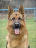 Trained Protection Dog - Caros