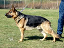 Trained Personal Protection Dog - Dexo