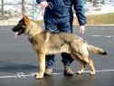 Trained Protection Dog - Grim