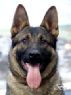 Trained Protection Dog - Grim
