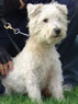 Trained Dog in Pet Obedience - Mac