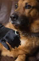 Elite Protection Dog as Security Investment